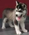 eu prefer cateii de rasa husky si pisicile de orice rasa :zzz: ! eu am un pui de husky. uitati o
